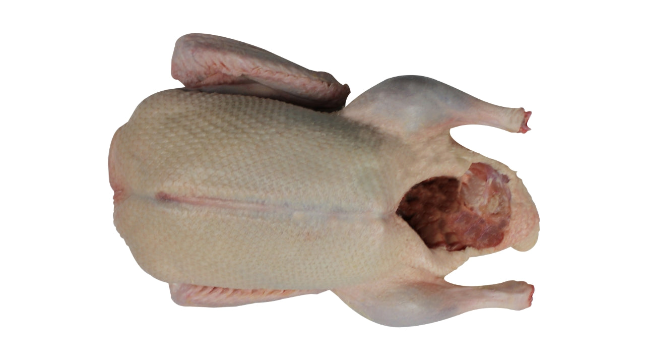 And berberi 3,2-3,6kg