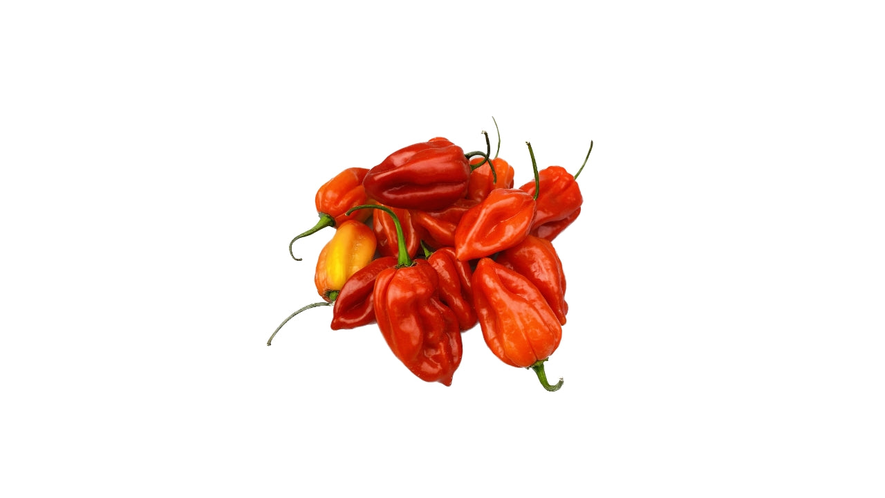 Chili Habanero rød 2 kg