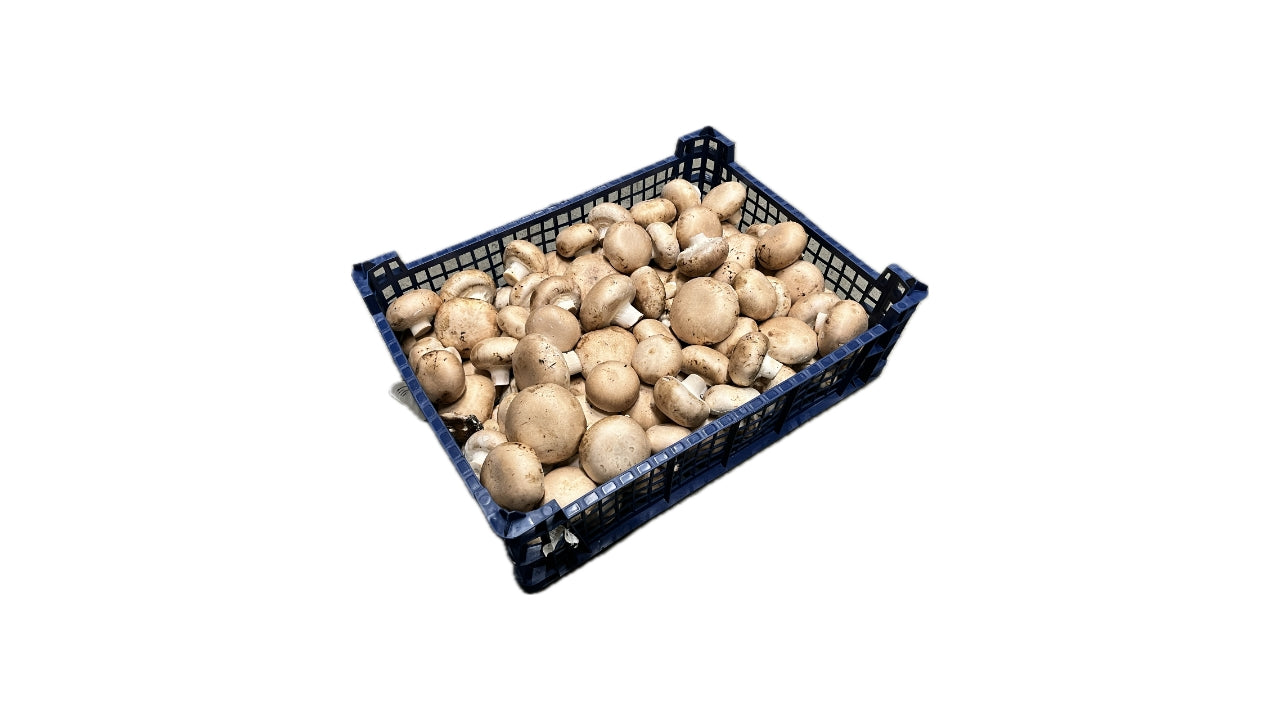 Svampe Champignon Mark 2,5 kg