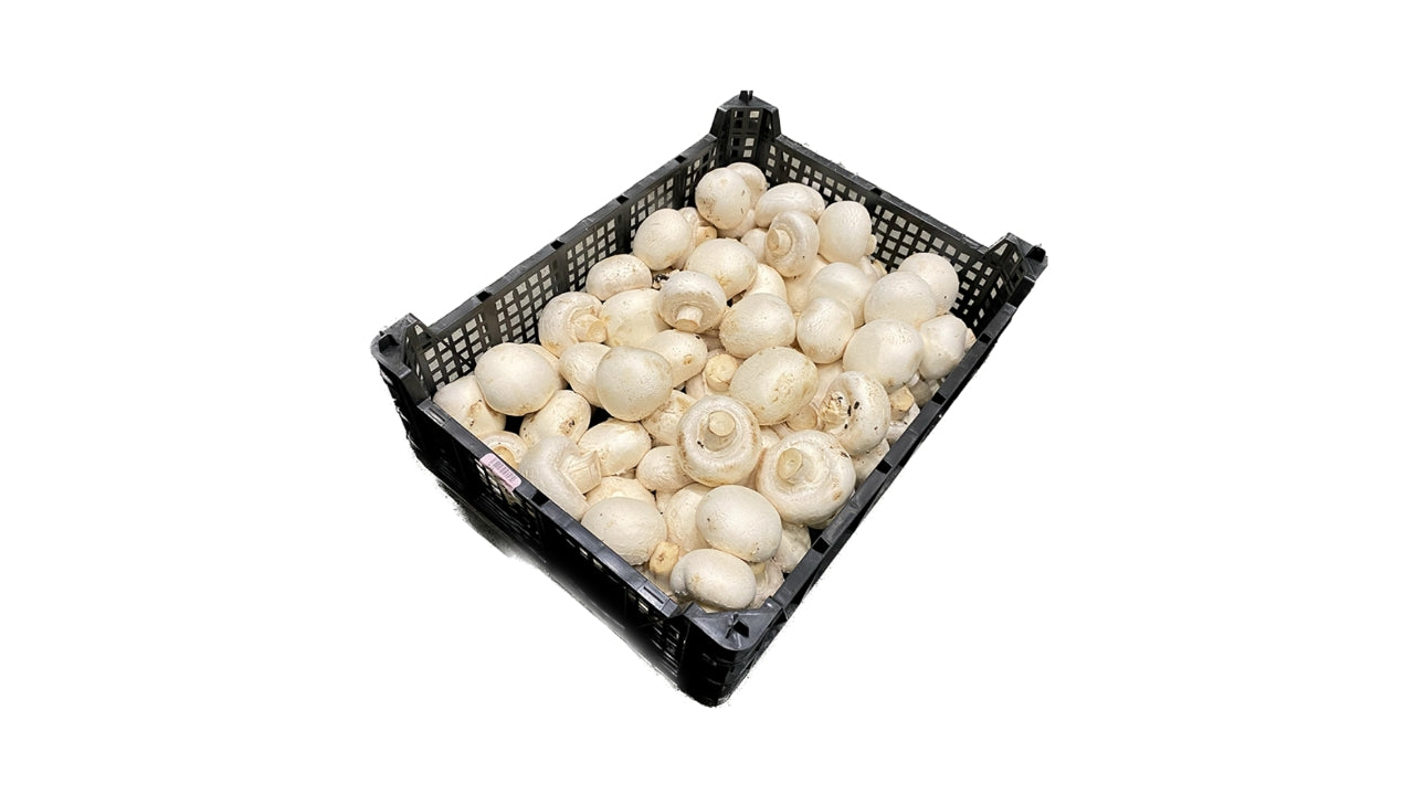 Øko Champignon 2,5 kg