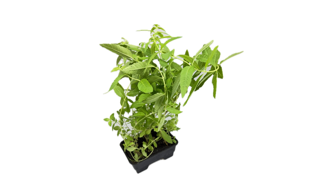 Citronverbena Jernurt i potte