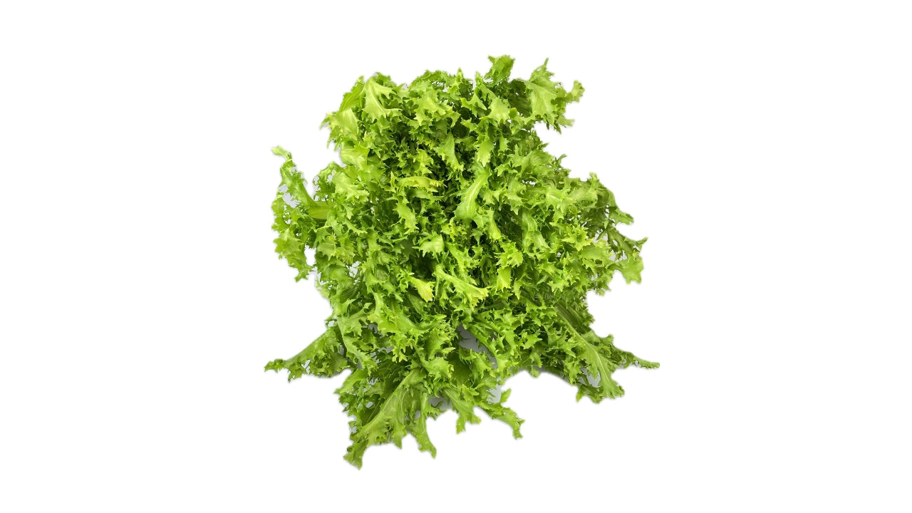 Salat Friseé Grøn (8)