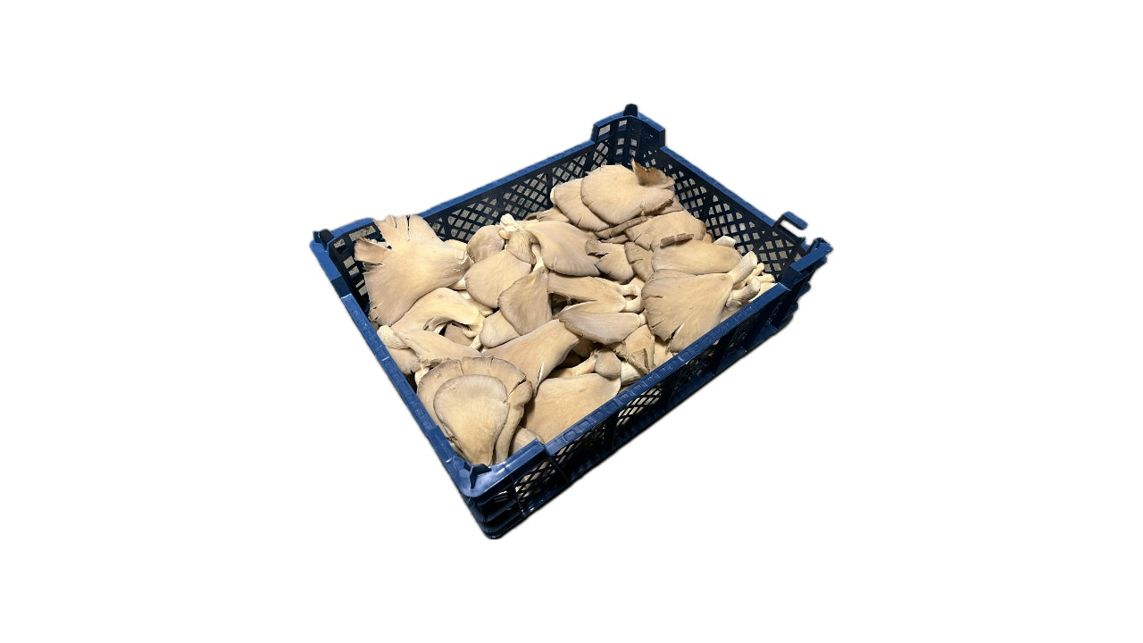 Svampe Østershatte 2 kg