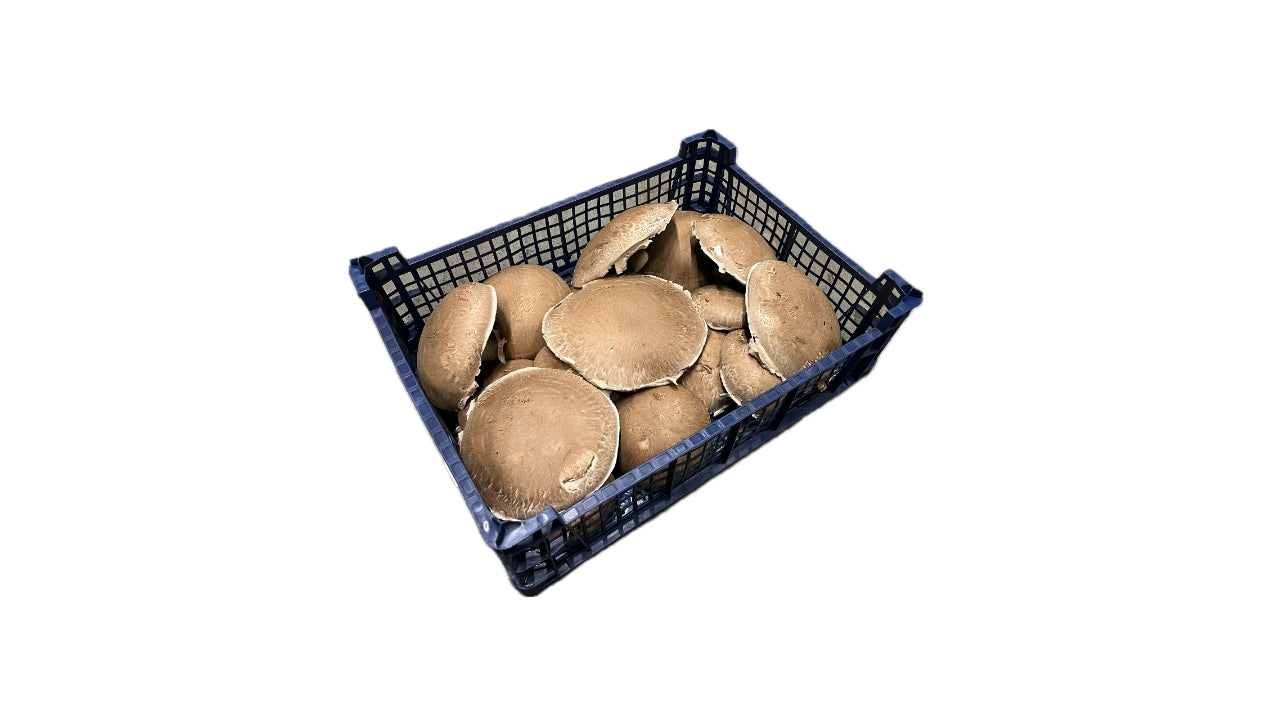 Svampe Portobello store 10-12 cm 1,5 kg