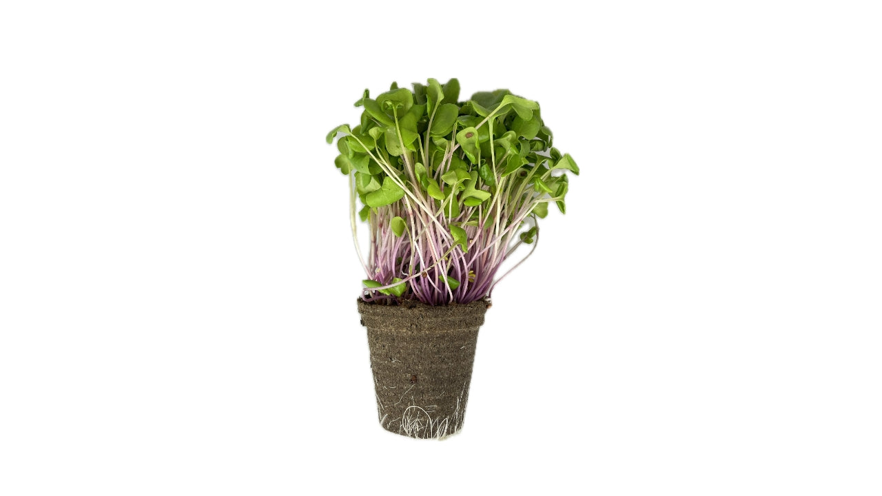 Karse Gartner stærk 10cm potte (6)