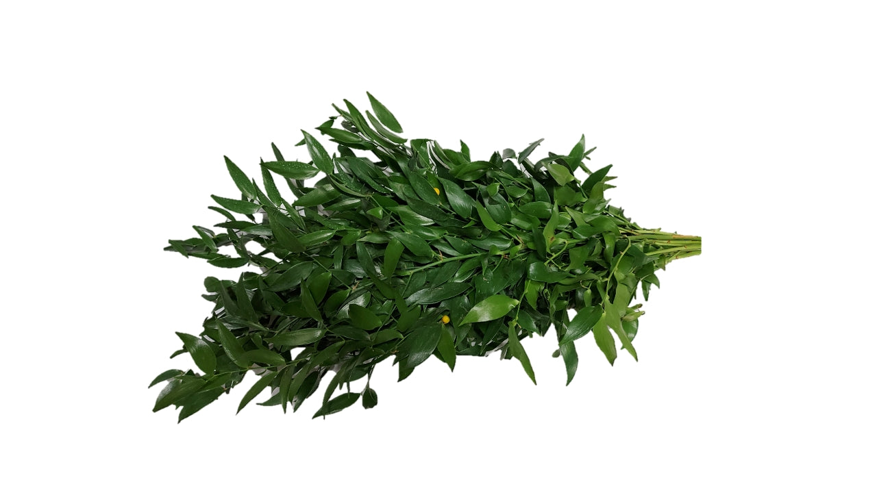 Ruscus 1 bdt