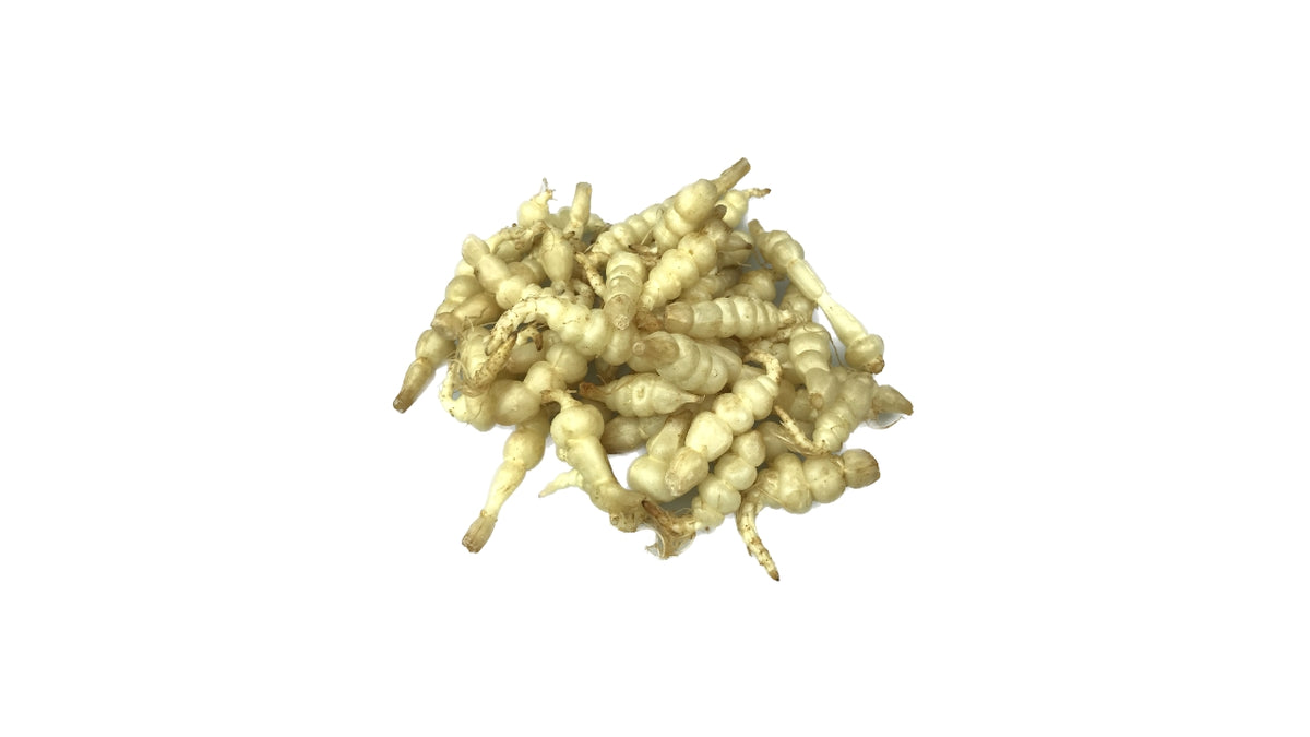 Knoldgaltetand Kinaskok 3 kg