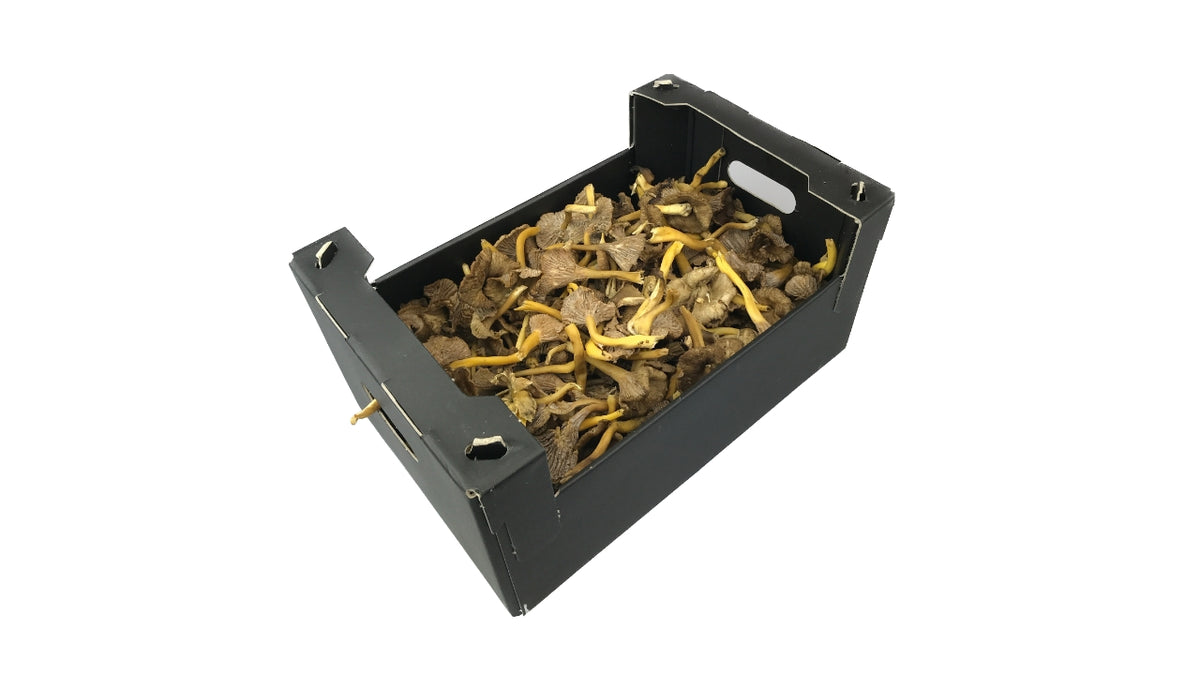 Svampe Kantareller Tragt 1kg