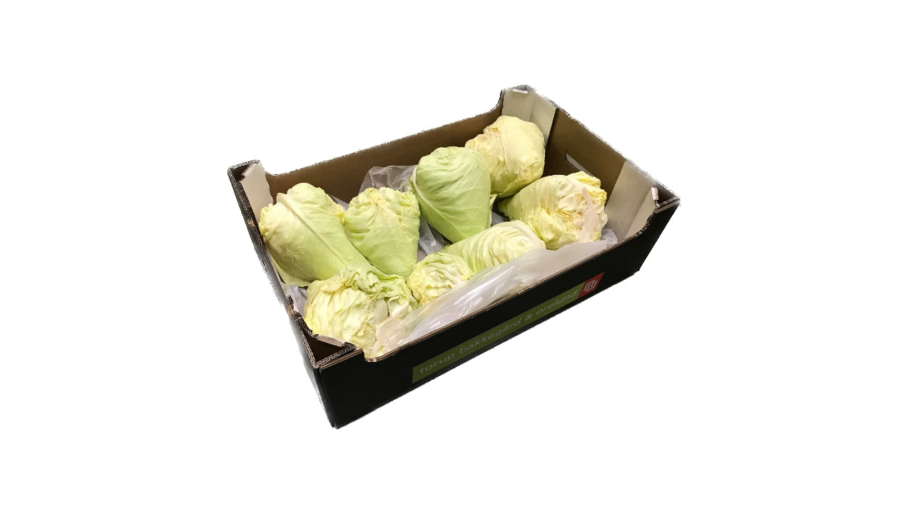 Øko Spidskål 8-10stk 6kg