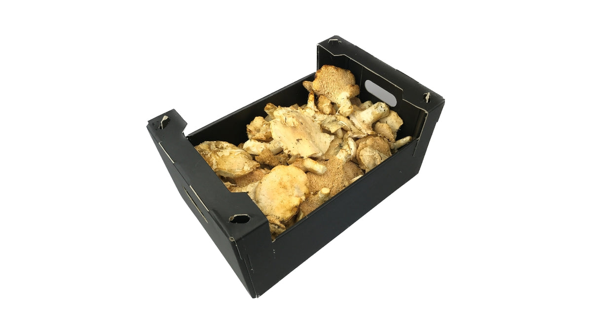 Svampe Pighatte 1kg