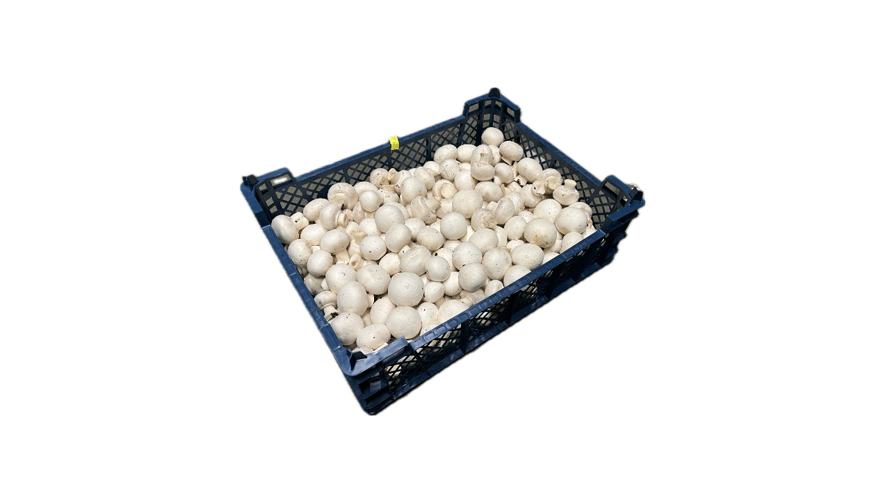 Svampe Champignon 20/35 mm 2,5 kg