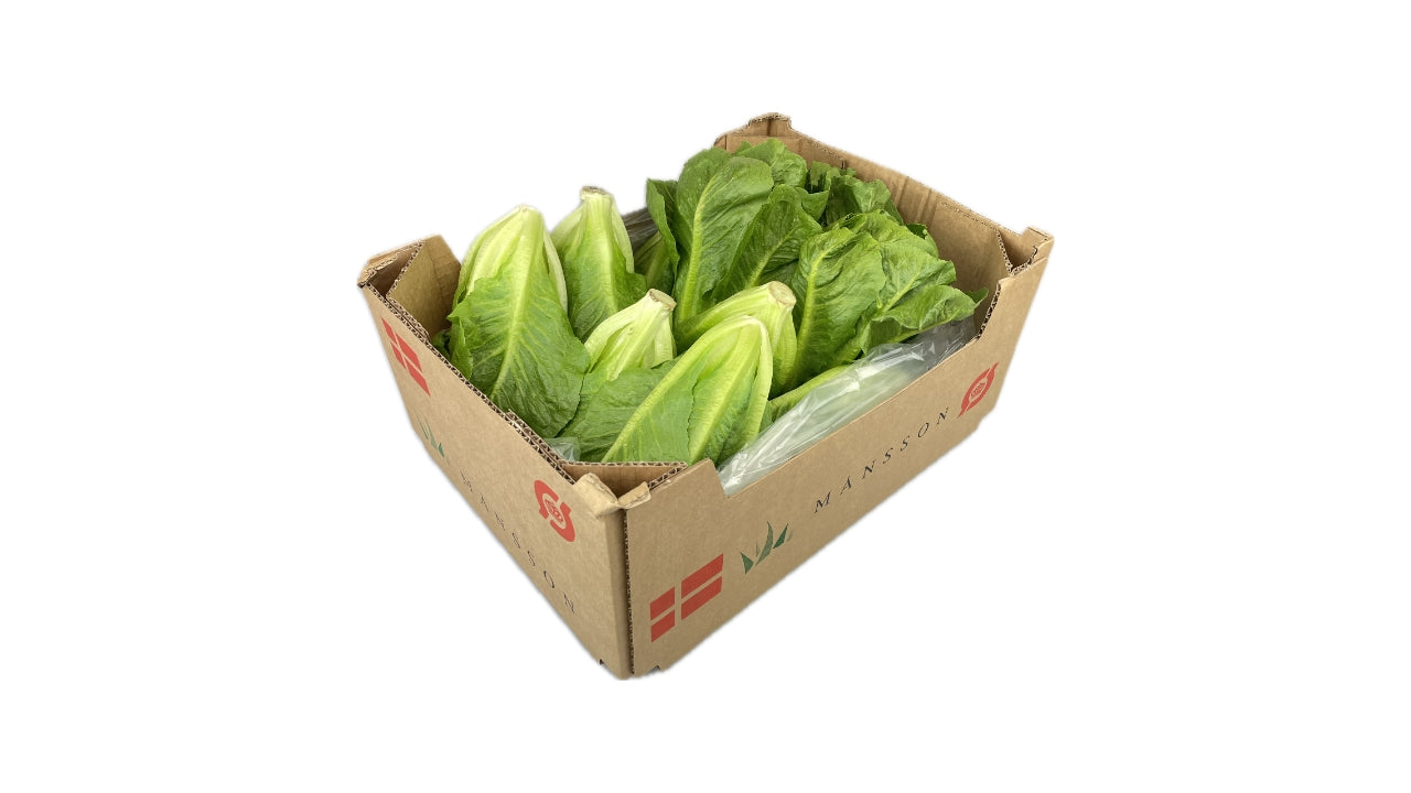Øko Salat Crunchita 12stk ca 2kg NY HØST