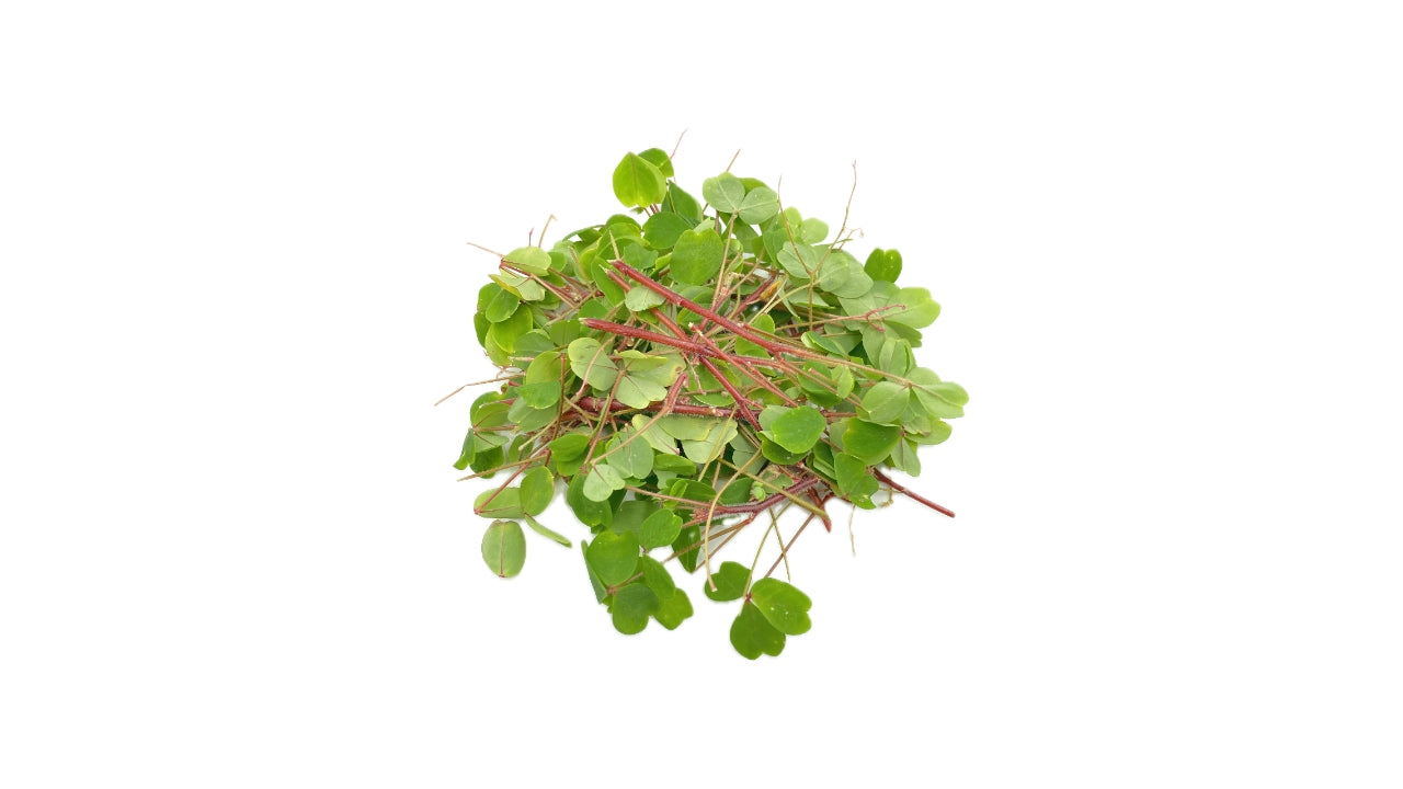 Skovsyre grøn 50g (8)