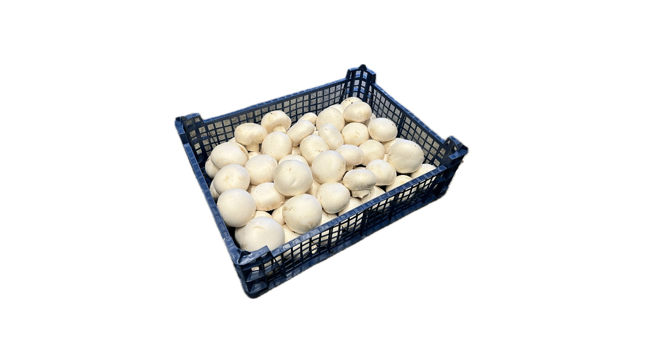 Svampe Champignon hvid 40/60 mm 2,5 kg