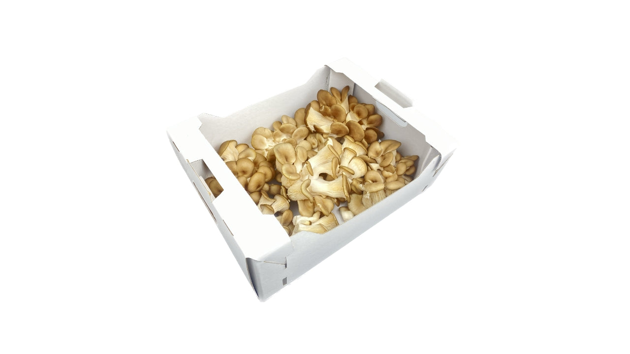 Øko Østershatte 2kg