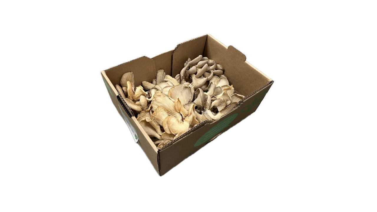 Øko Østershatte 2kg