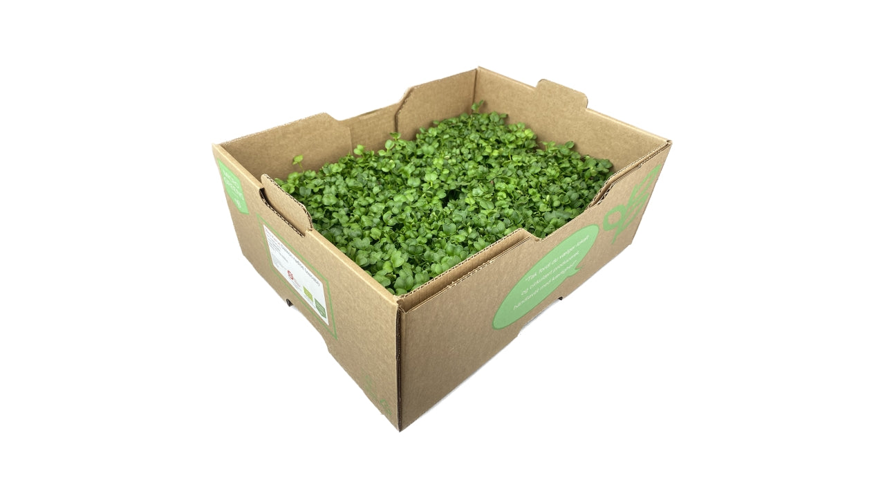 Øko Karse Daikon 1krt