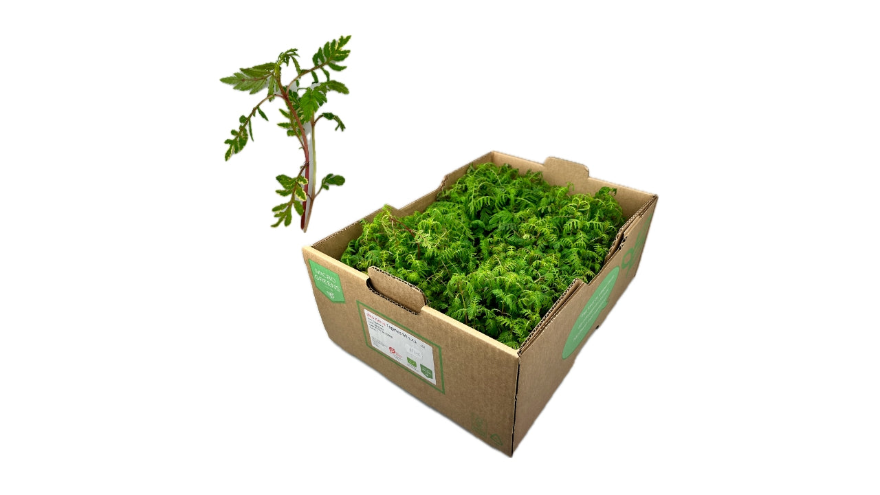 Øko Marigold / Tagetes karse 1krt
