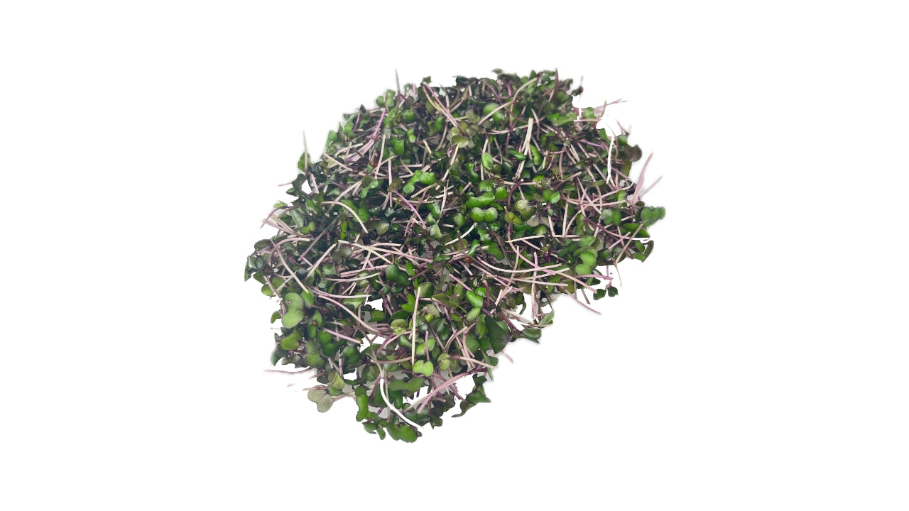 ###Øko Pinkkålskarse afskåret 50g (12)