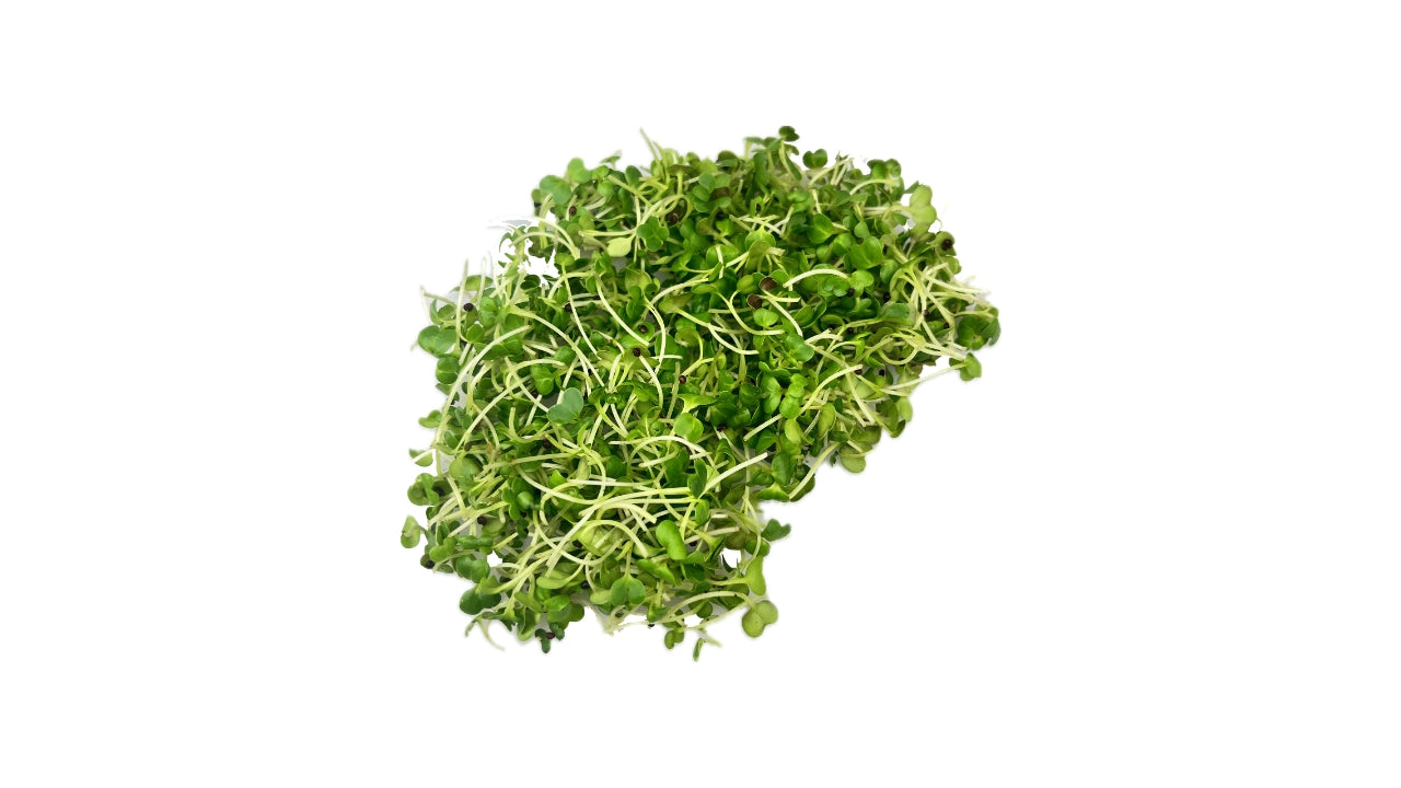 Øko Grøn sennepskarse afskåret 50g (16)