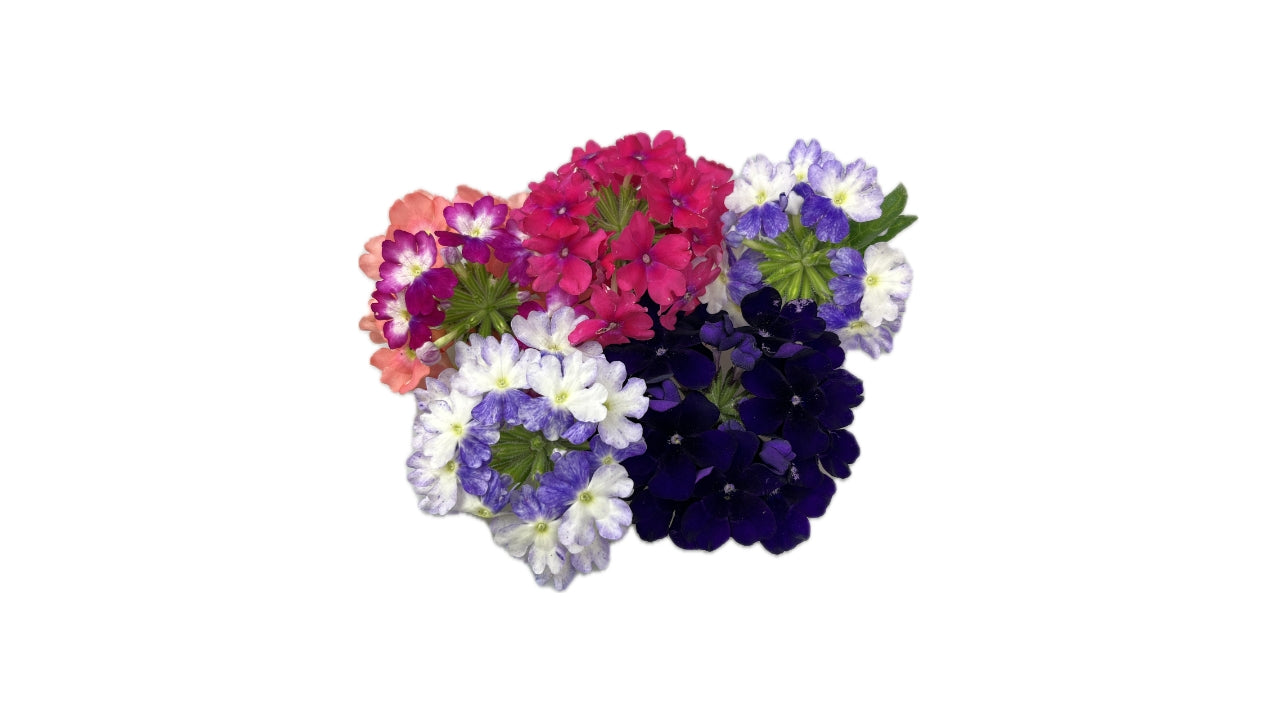 Spiseblomst Jernurt mix bk 8-10stk