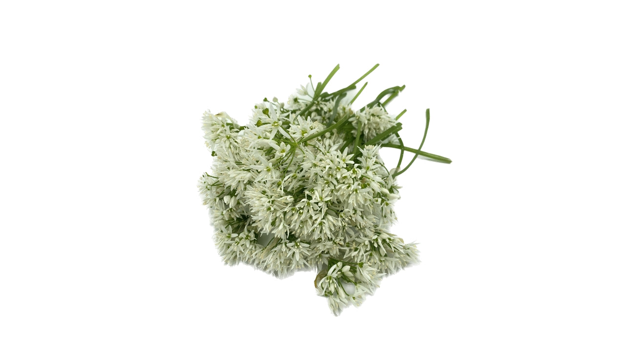 Ramsløgsblomst 30g