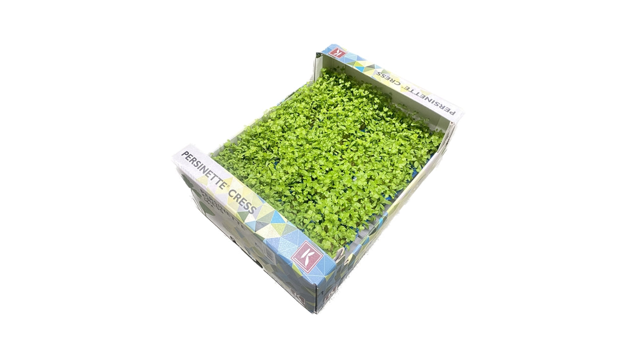 Karse Persinette Cress