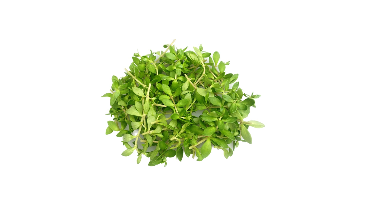 Gangnam tops 50stk (2)