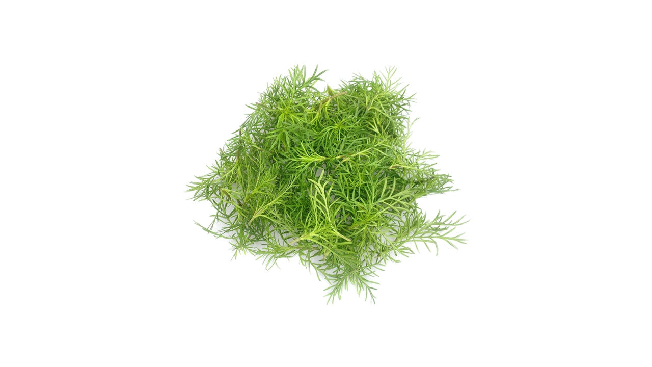 Paztizz tops 50stk (2)