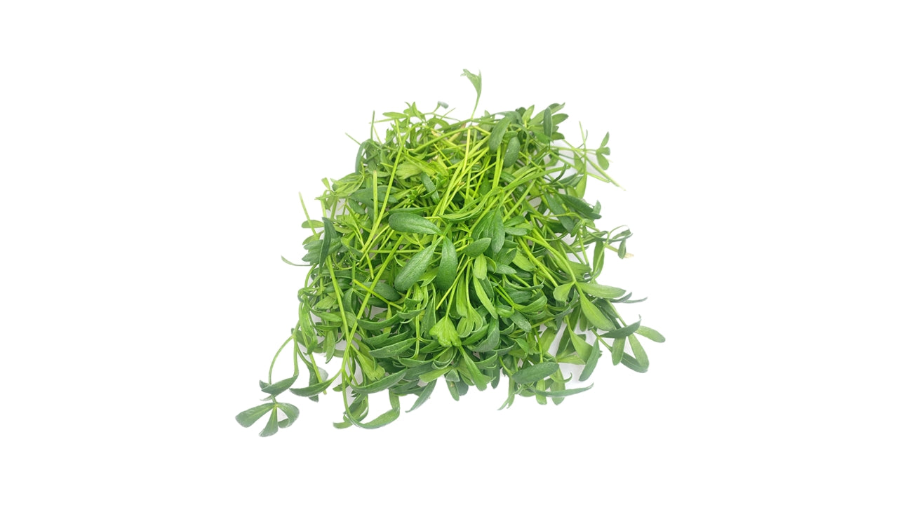 Sea Fennel 50stk (2)