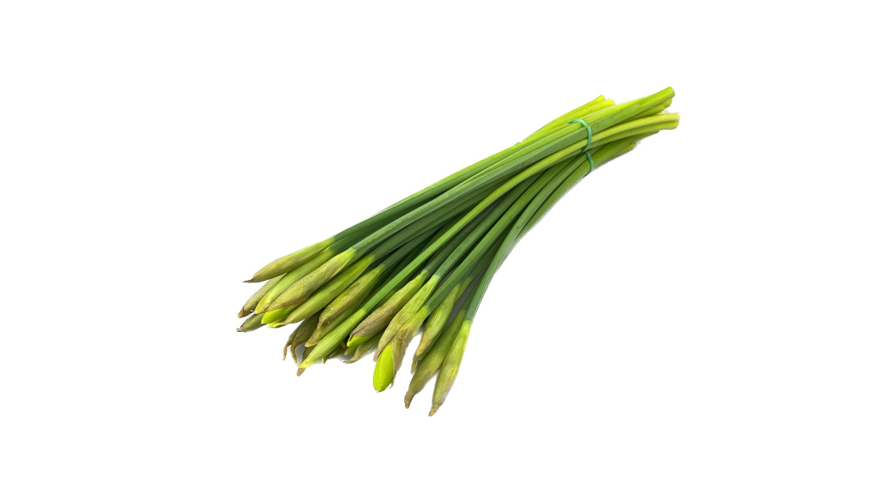 Blomst påskeliljer, sovende