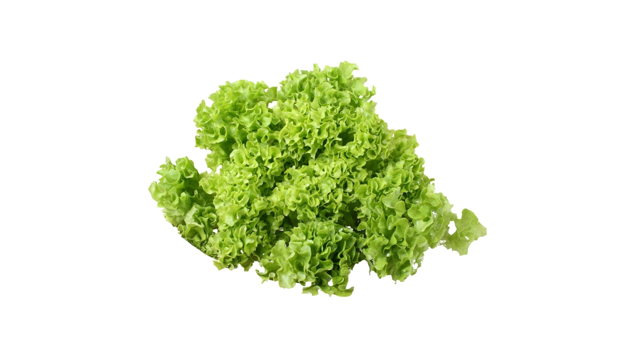 Salat Lollo Bionda (8)