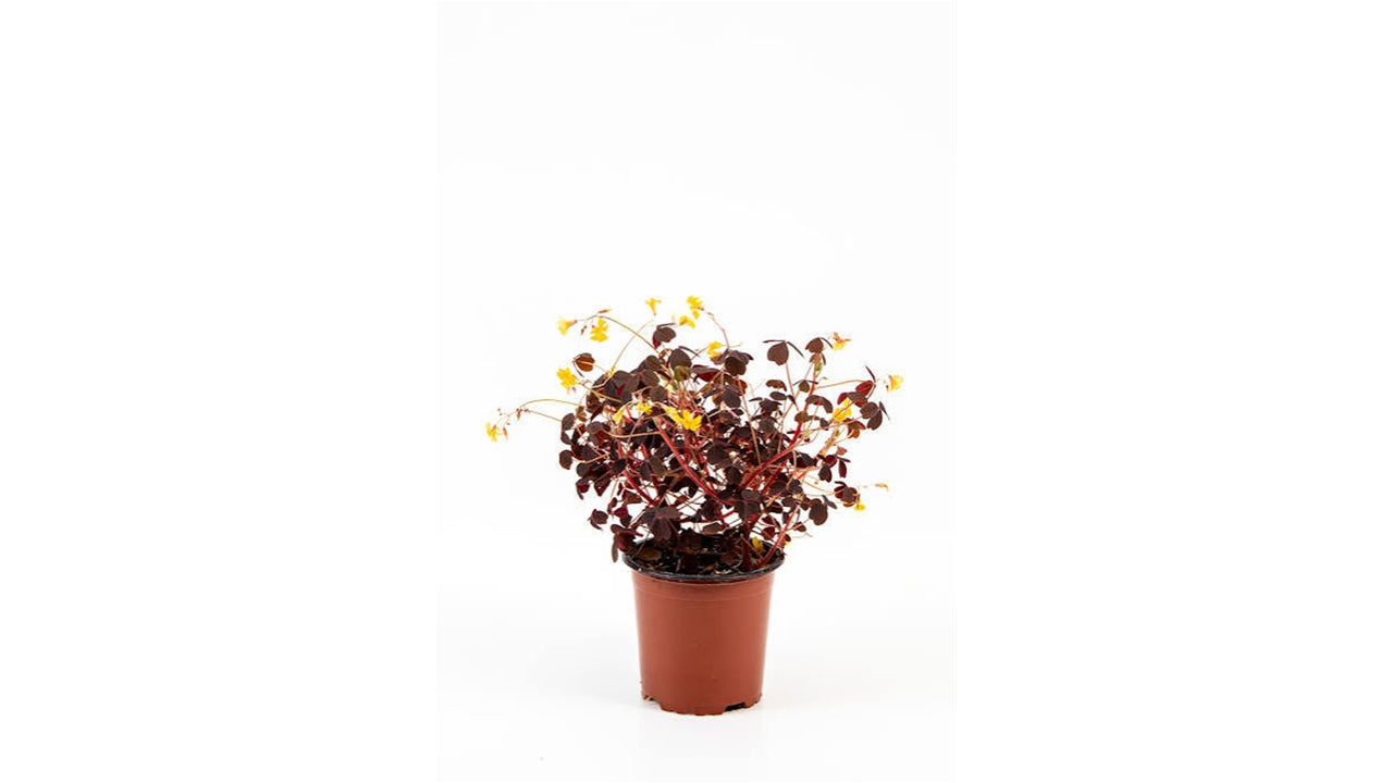 Øko Skovsyre rød 10cm potte (6)