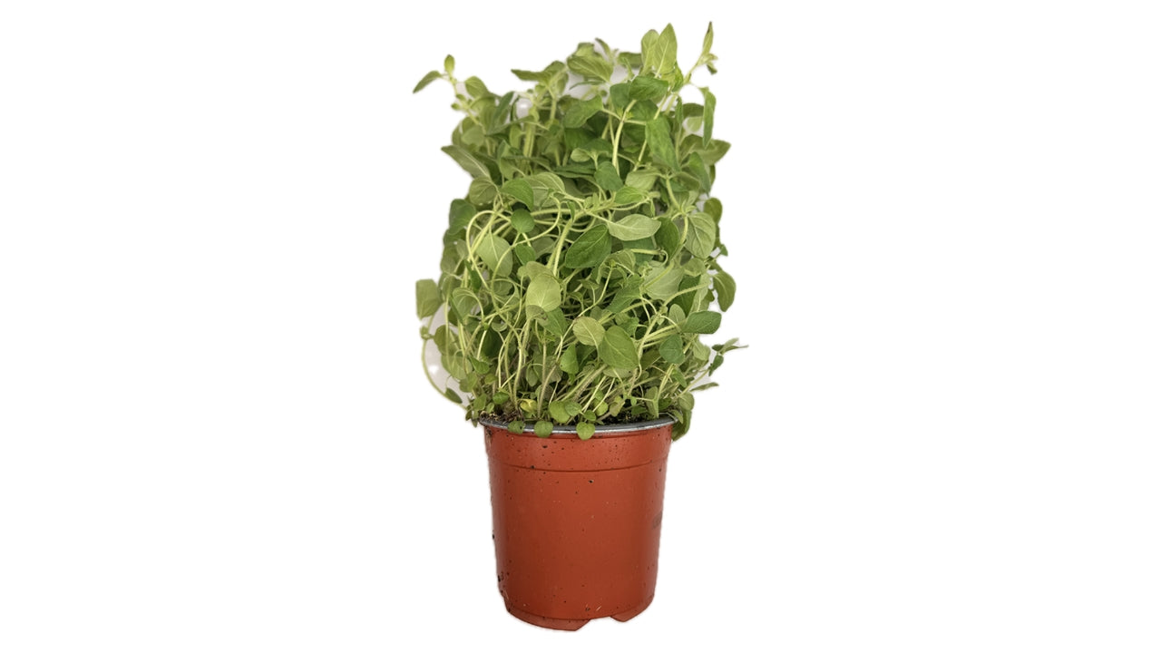 Øko Oregano 10cm potte (6)