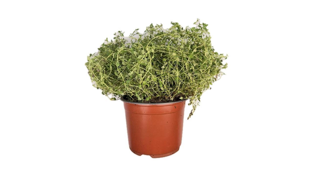 Øko Timian blød 15cm potte (5)