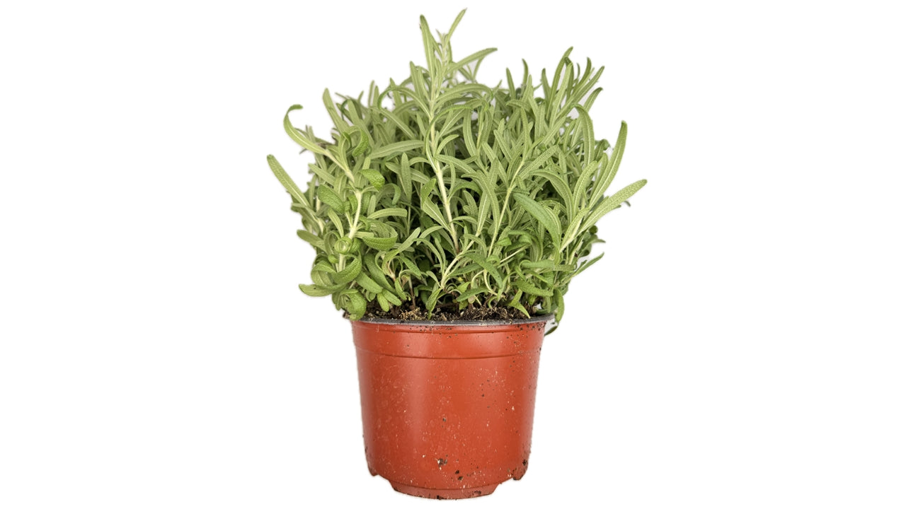 Øko Rosmarin 15cm potte (5)