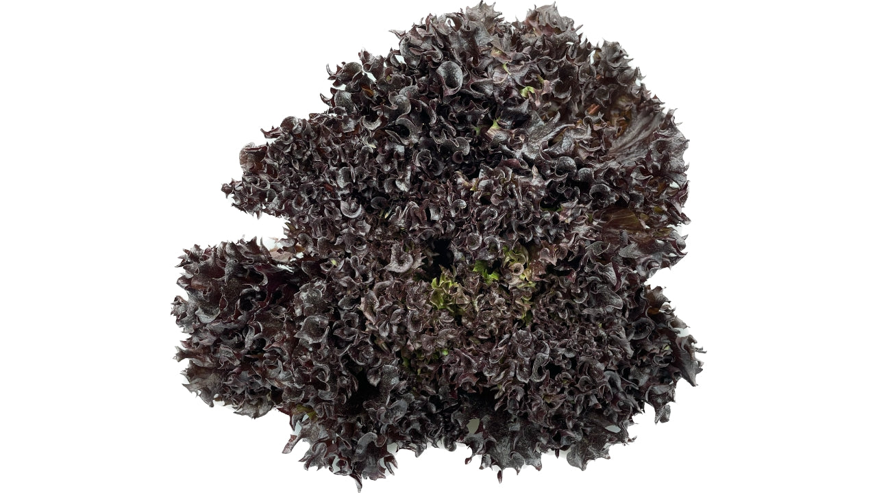 Salat Lollo Rossa (8)