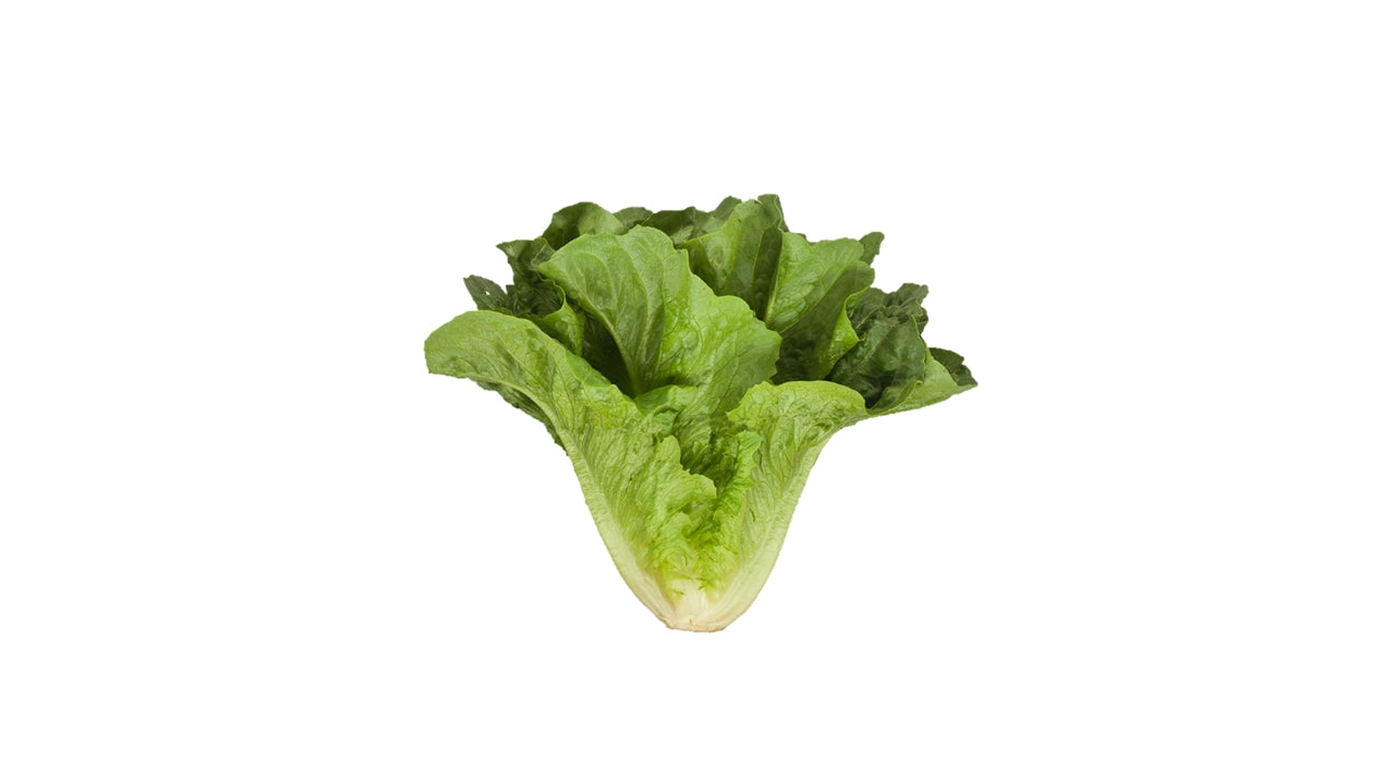 Salat Romaine (8)