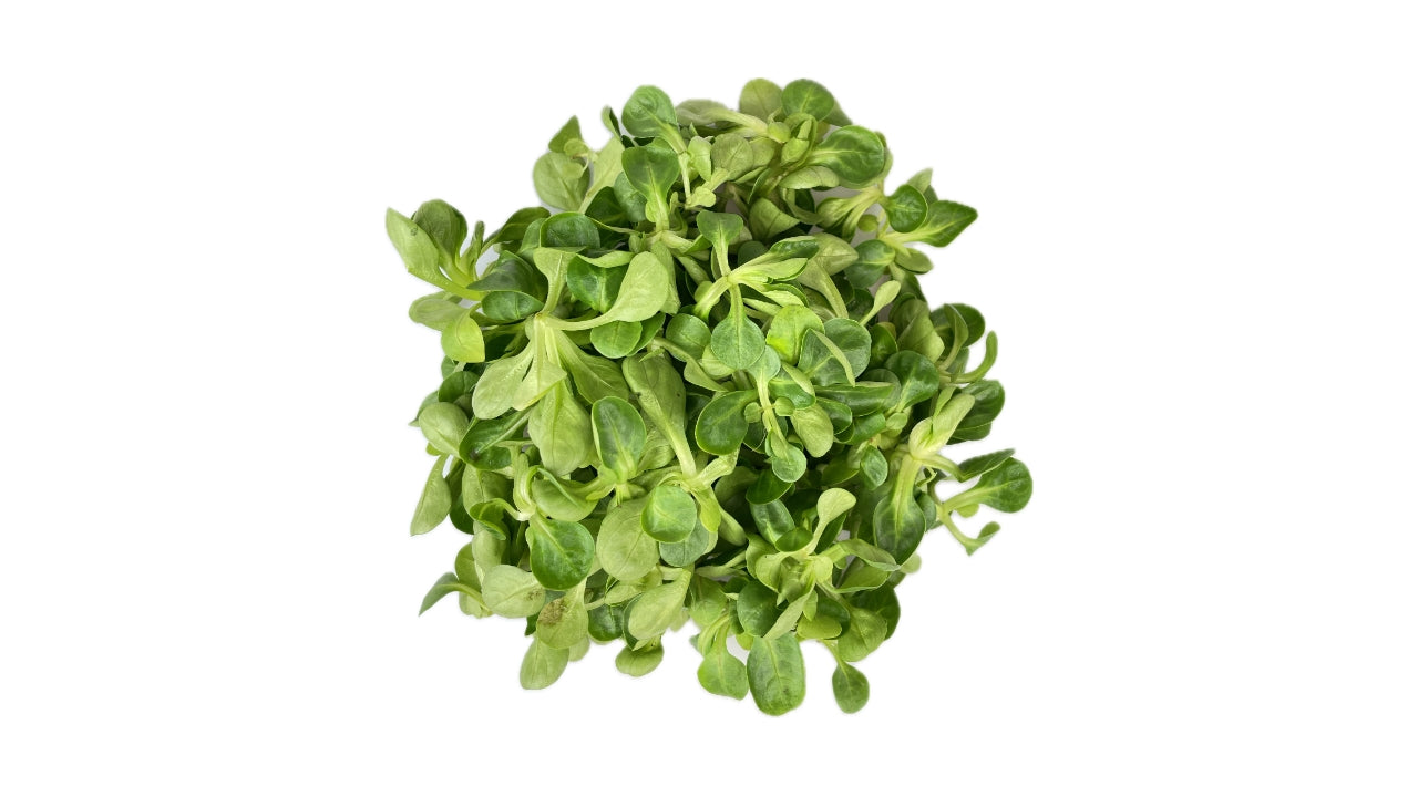 Salat Feldsalat 500 g (2)