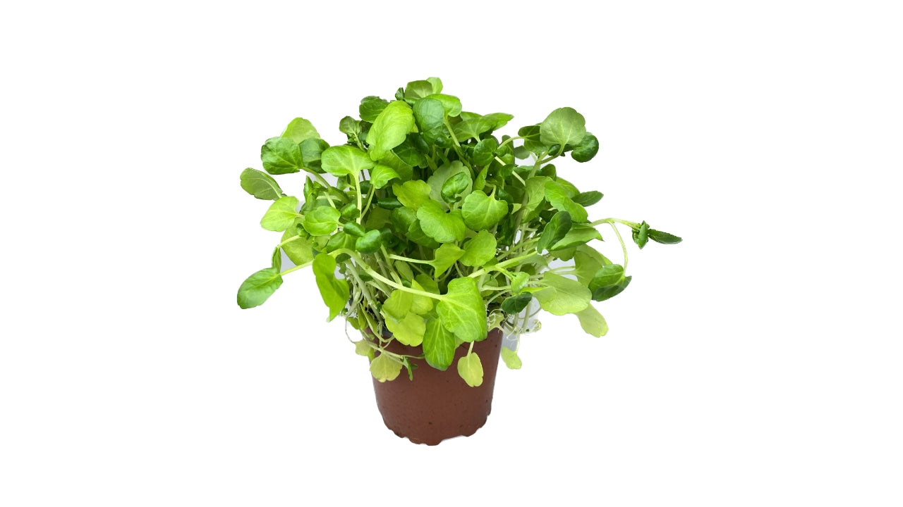Øko Brøndkarse 10cm potte (6)