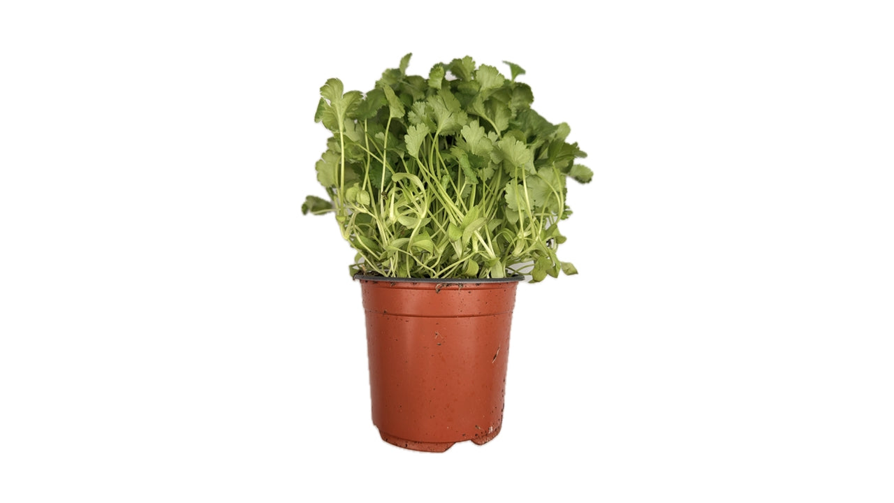 Øko Koriander 10cm potte (6)