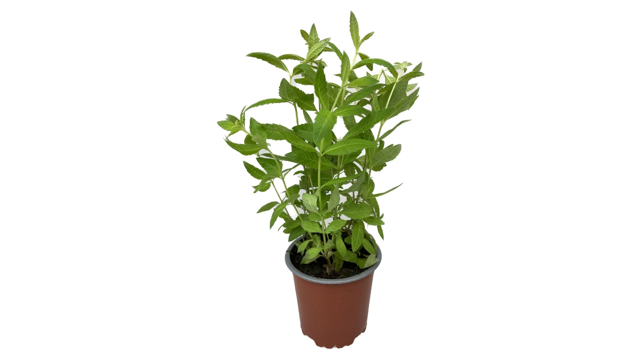 Øko Citronverbena 10cm potte (6)