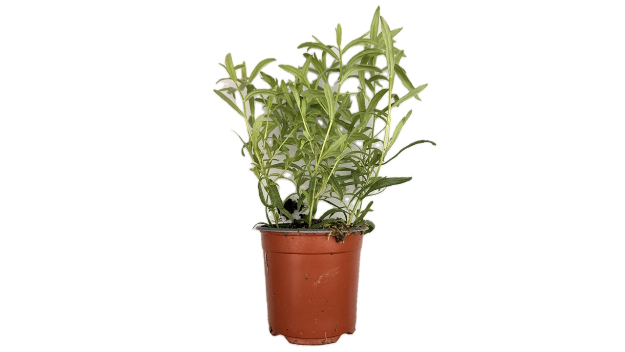 Øko Estragon 10cm potte (6)