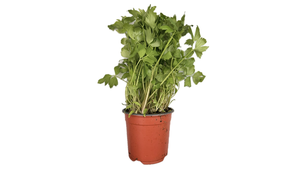 Øko Løvstikke 10cm potte (6)