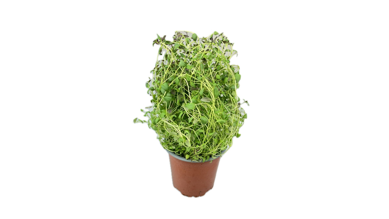 Øko Timian blød 10cm potte (6)