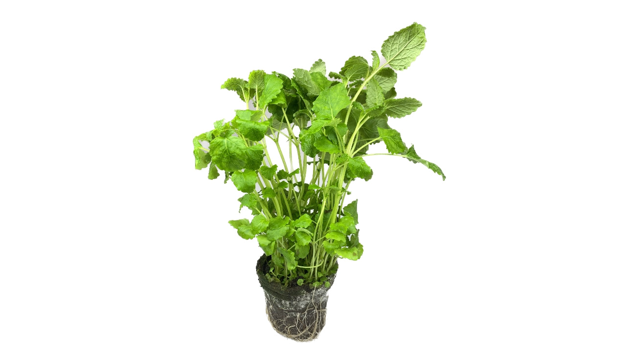 Citronmelisse 8cm potte (6)