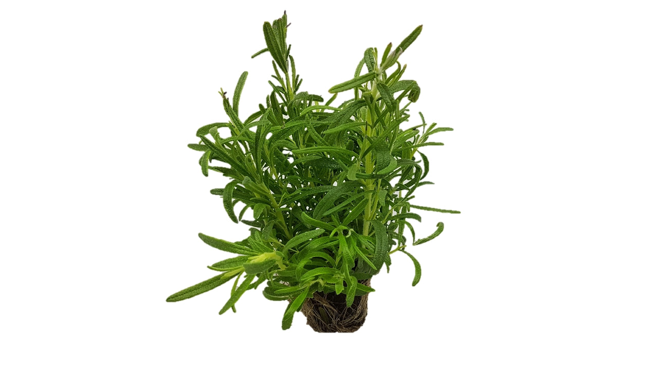 Rosmarin DK 8cm potte (6)