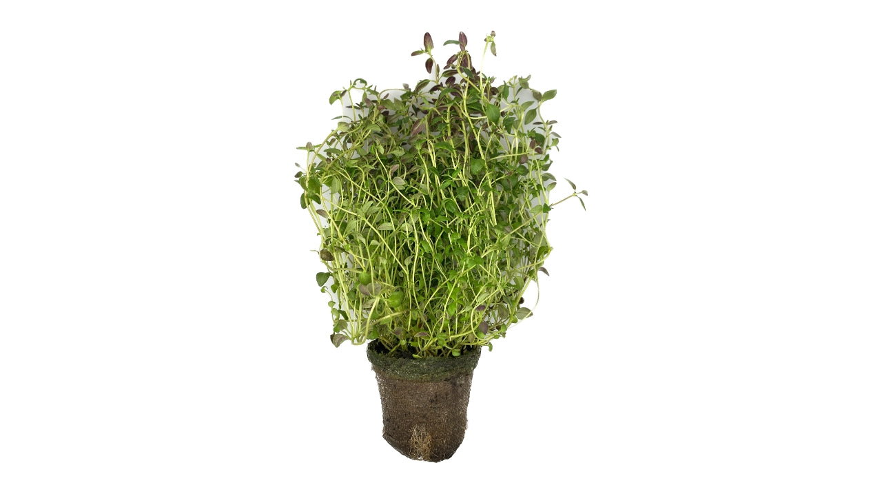 Timian blød 8cm potte (6)