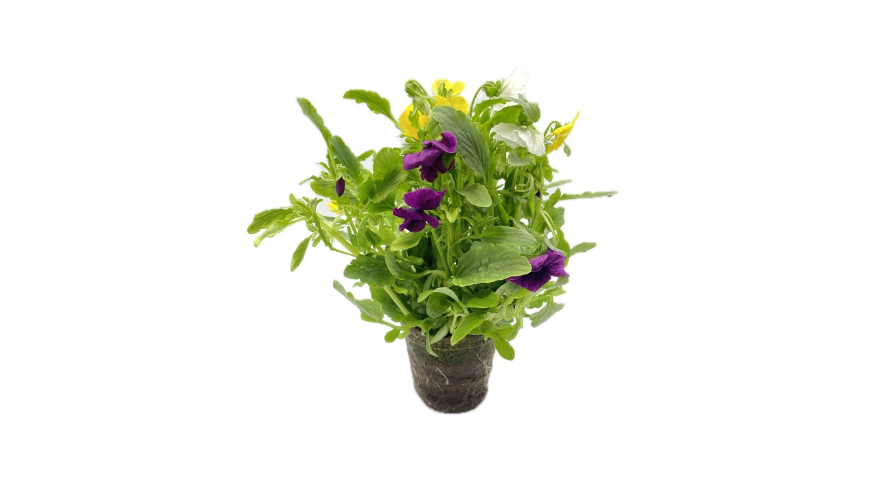 Spiseblomst Stedmoder i pot (6)