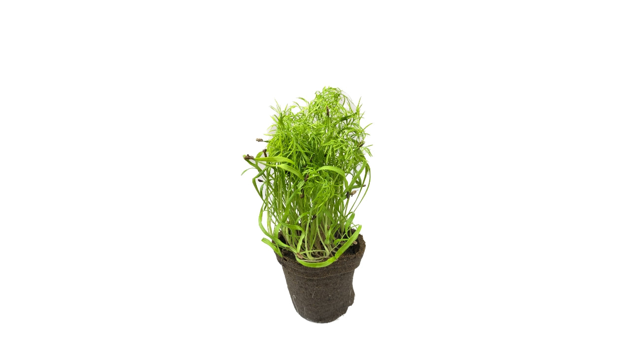 Fennikelskud urt 8cm potte (6)